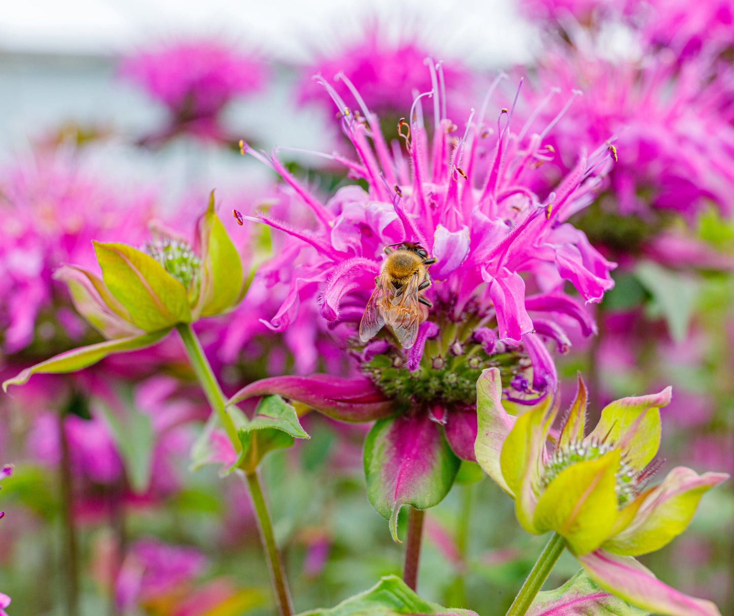 Monarda 'Bee-Lieve' - BP084 Packs