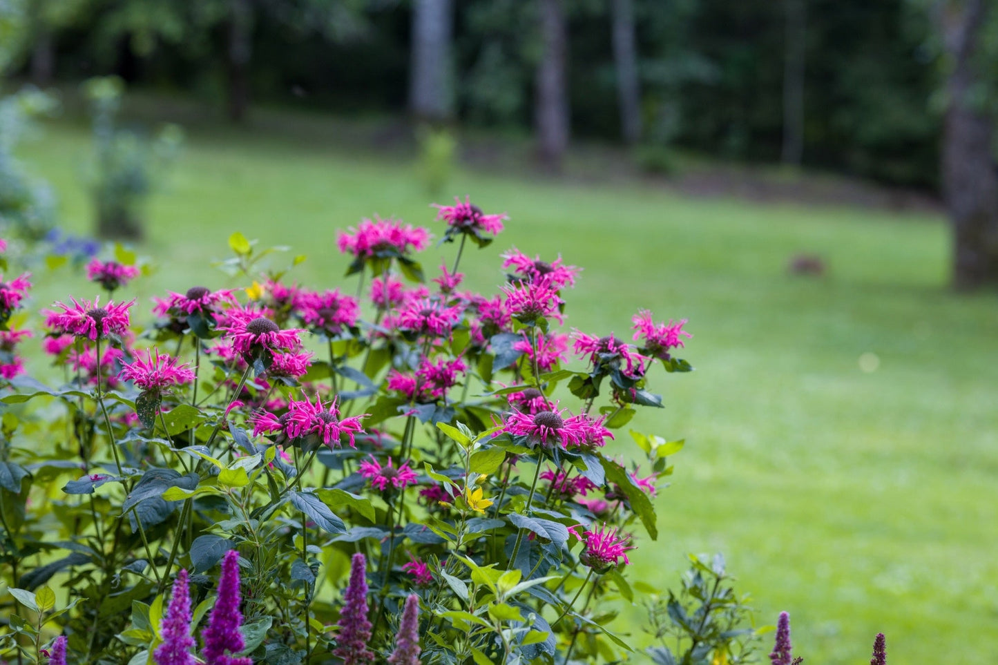 Monarda Bee-True - Marginal Pond Plants - BP085