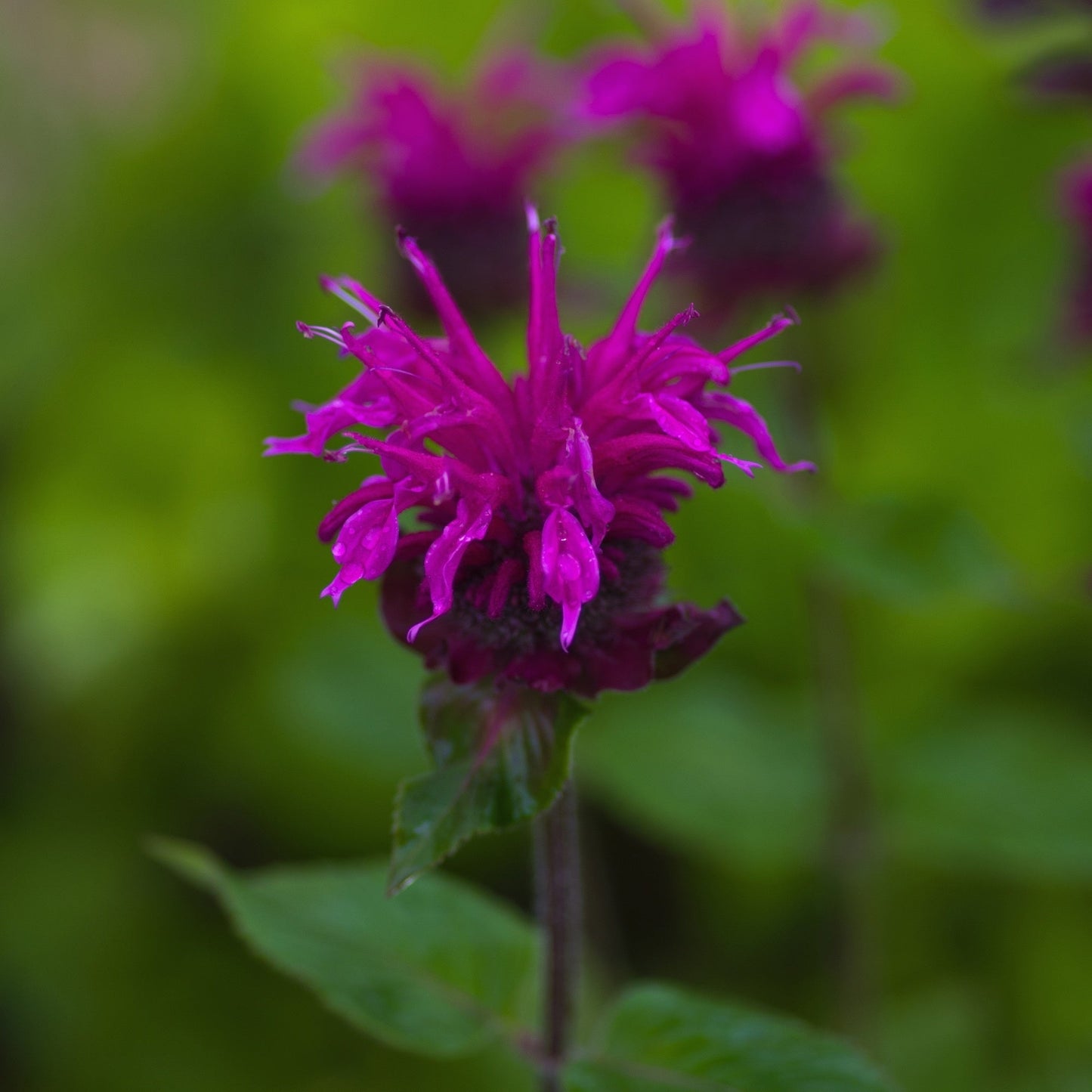 Monarda Bee-True - Marginal Pond Plants - BP085
