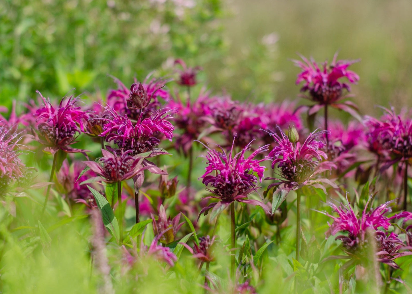 Monarda Bee-True - Marginal Pond Plants - BP085