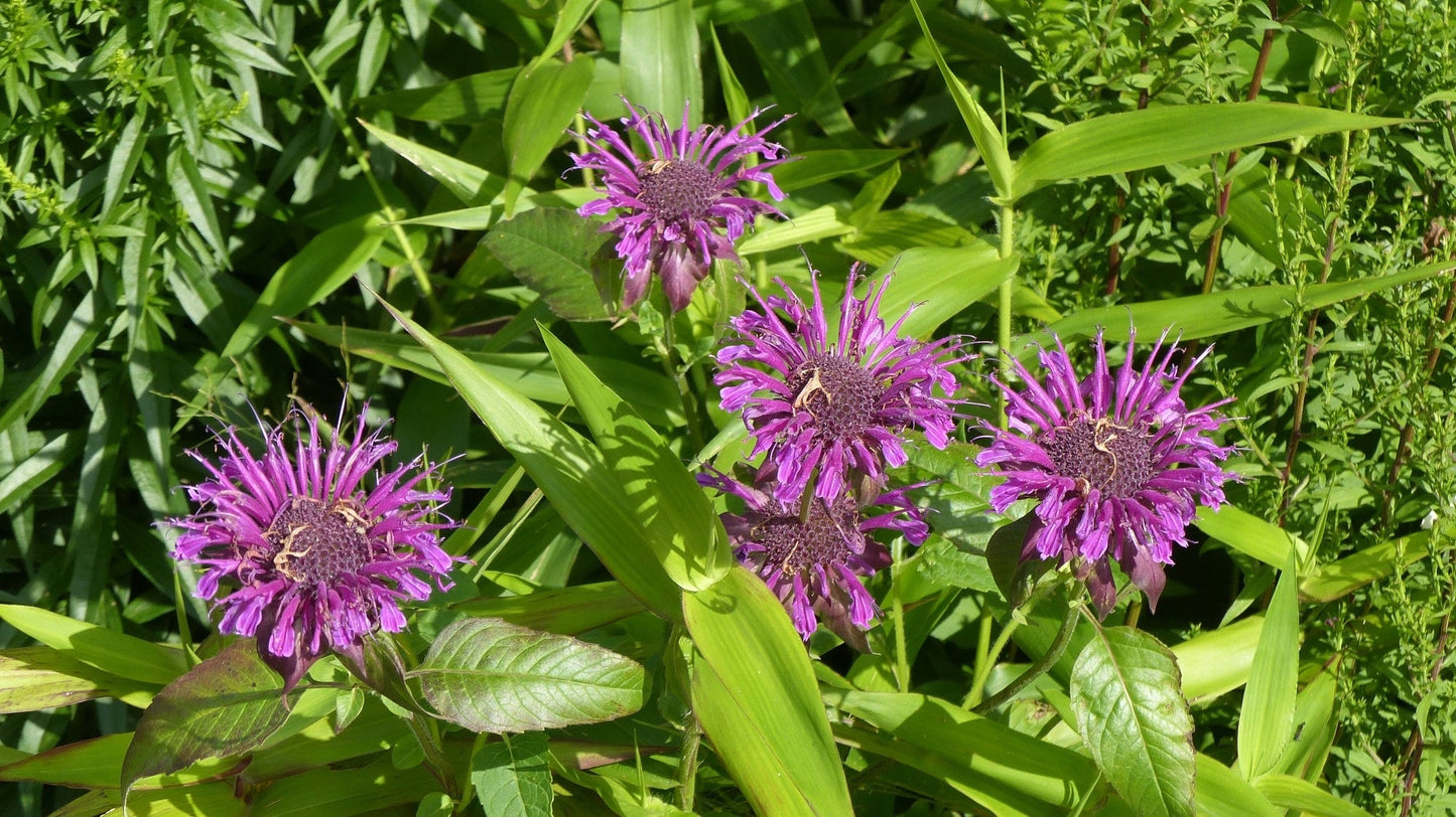Monarda Scorpion - Marginal Pond Plants  - BP086