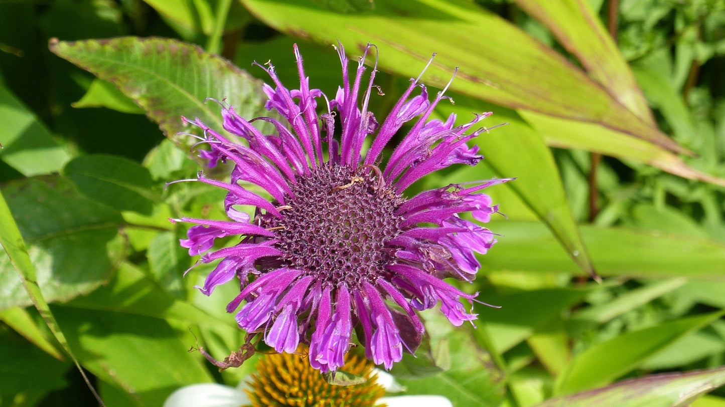 Monarda Scorpion - Marginal Pond Plants  - BP086