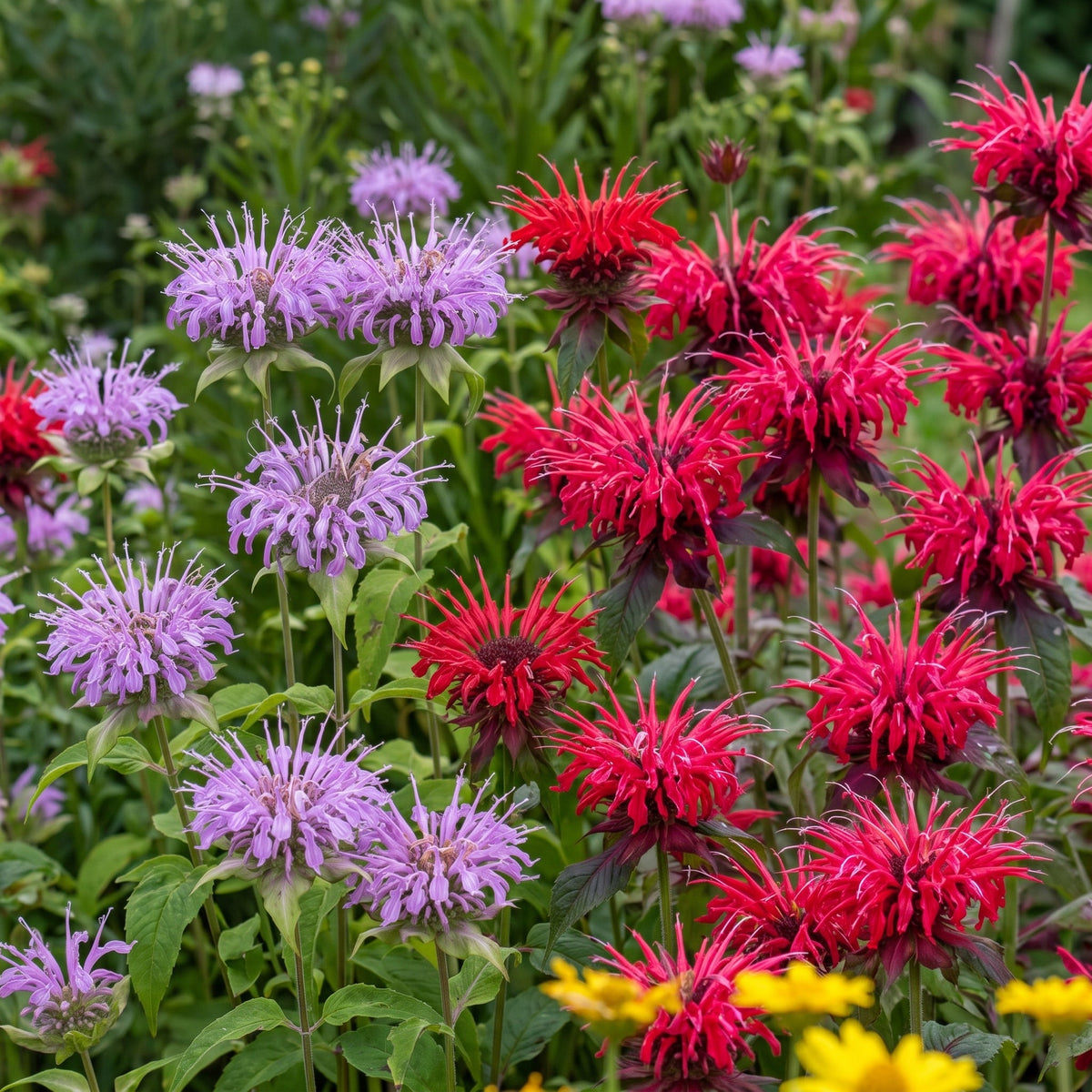 Monarda didyma Mixed