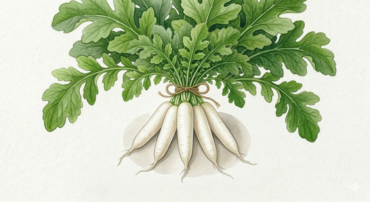 Radish Seeds - Mooli - The Crisp Japanese Winter Radish (50 seeds est)
