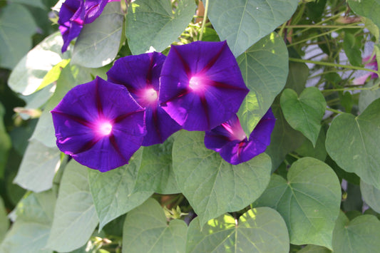 Ipomoea Star of Yelta