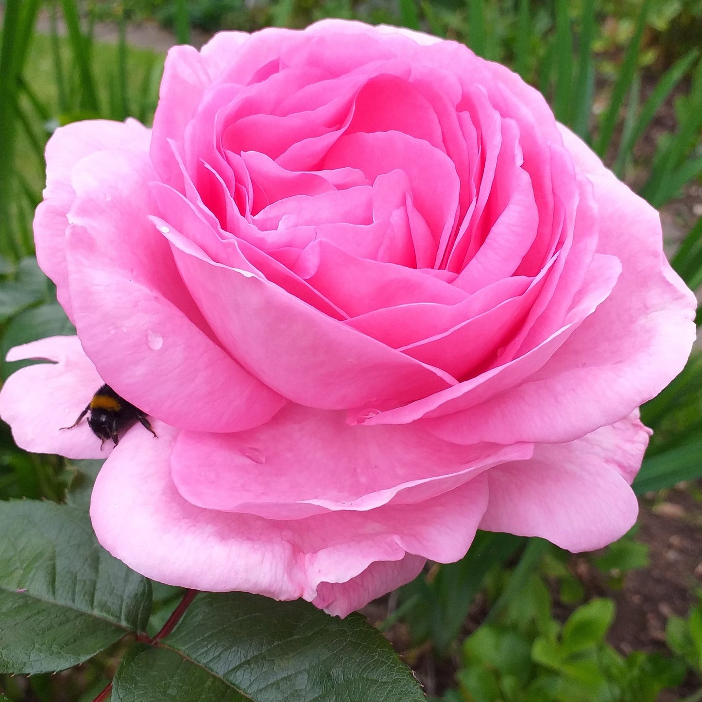 Mum in a Million Rose | Hybrid Tea Rose | 4L Potted Rose (PRE ORDER DECEMBER '25)