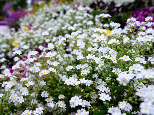 Myosotis Scorpioides White - BP087 Packs