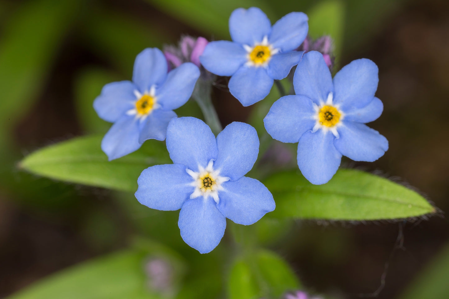 Myosotis palustris 'Semperflorens' - Marginal Pond Plants - MP084B