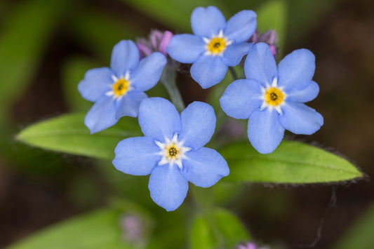 Myosotis palustris 'Semperflorens' - MP084B Packs