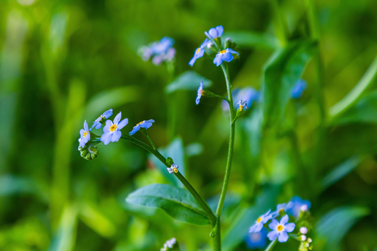 Myosotis palustris 'Semperflorens' - Marginal Pond Plants - MP084B