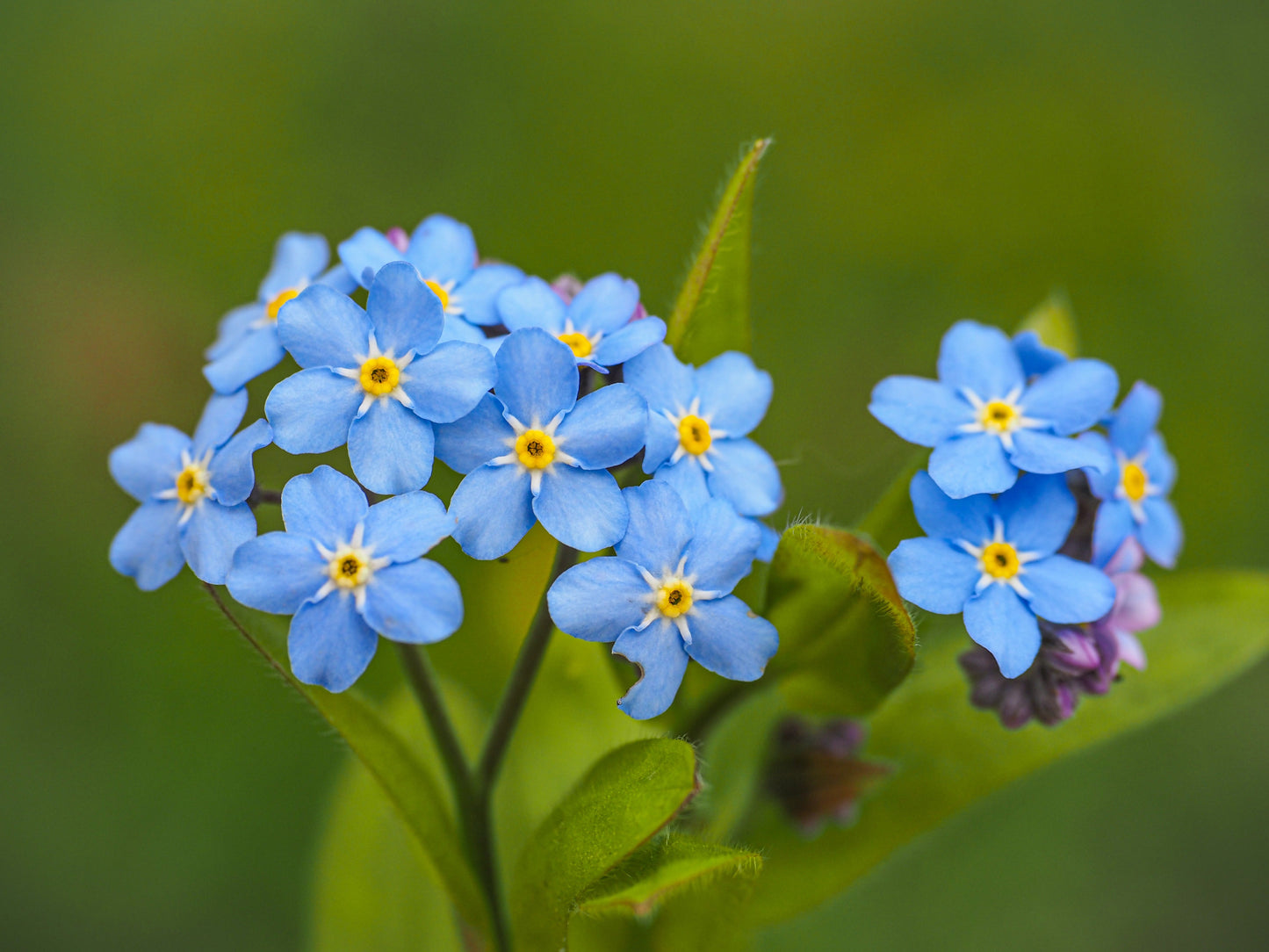 Myosotis palustris 'Semperflorens' - Marginal Pond Plants - MP084B