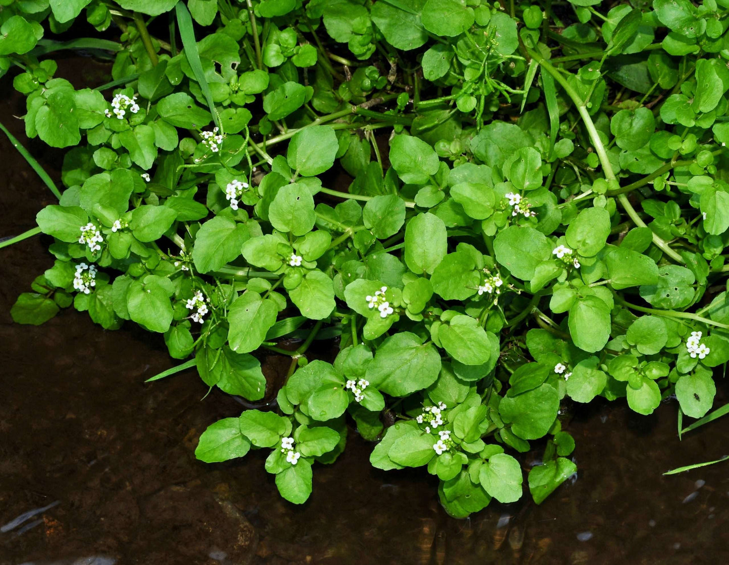 Nasturtium officinale (Water cress) - Marginal Pond Plants - MP085