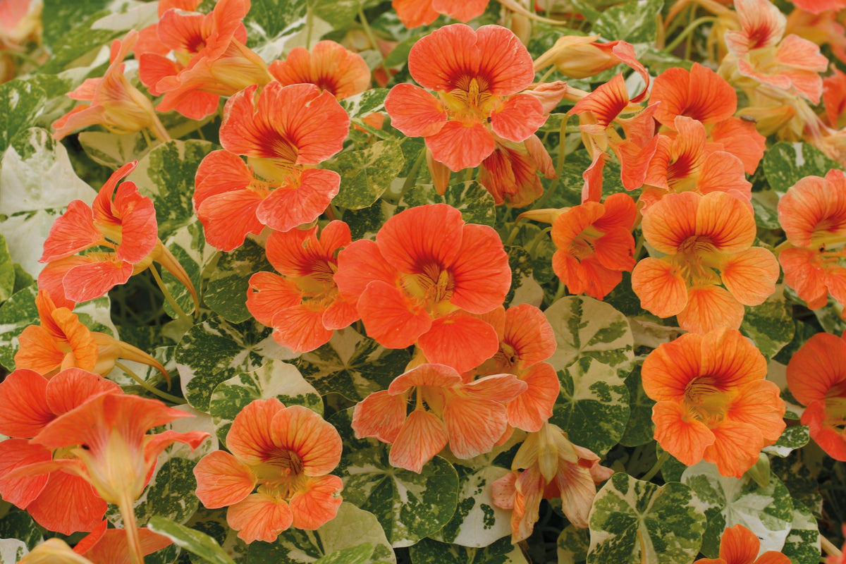 Nasturtium Alaska Apricot
