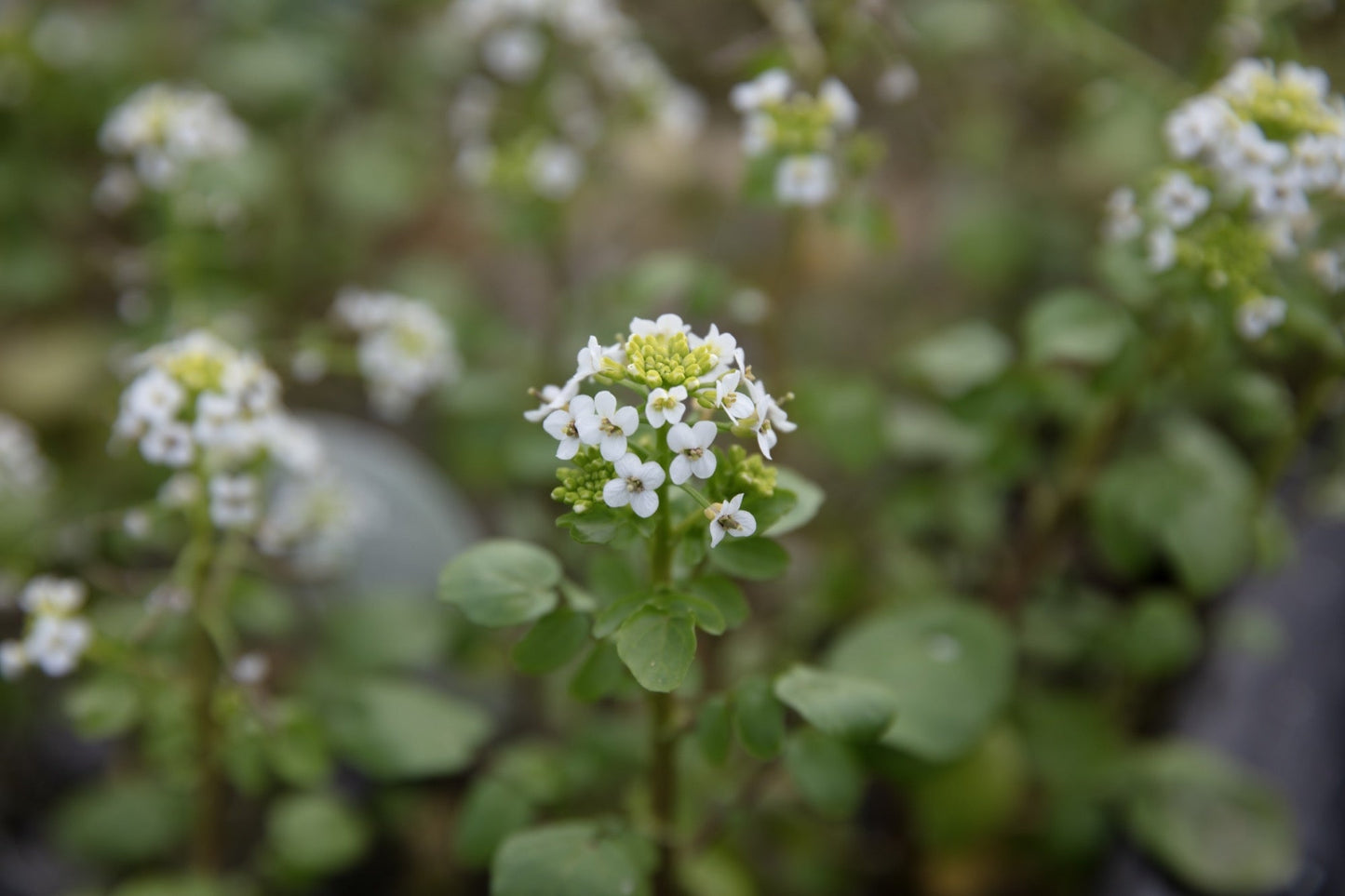 Nasturtium officinale (Water cress) - Marginal Pond Plants - MP085