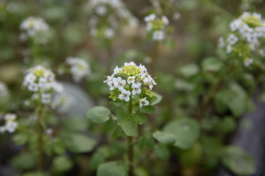 Nasturtium officinale (Water cress) - Marginal Pond Plants - MP085