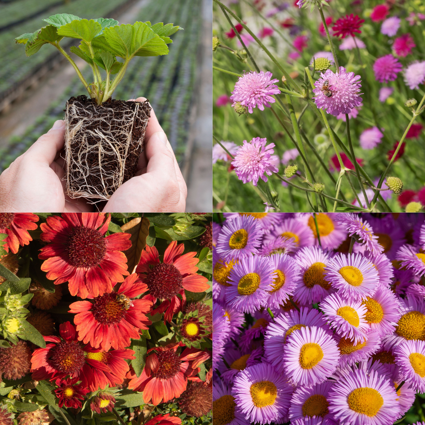 Young Perennial Pollinator Friendly Bundle (PRE ORDER April 2026)