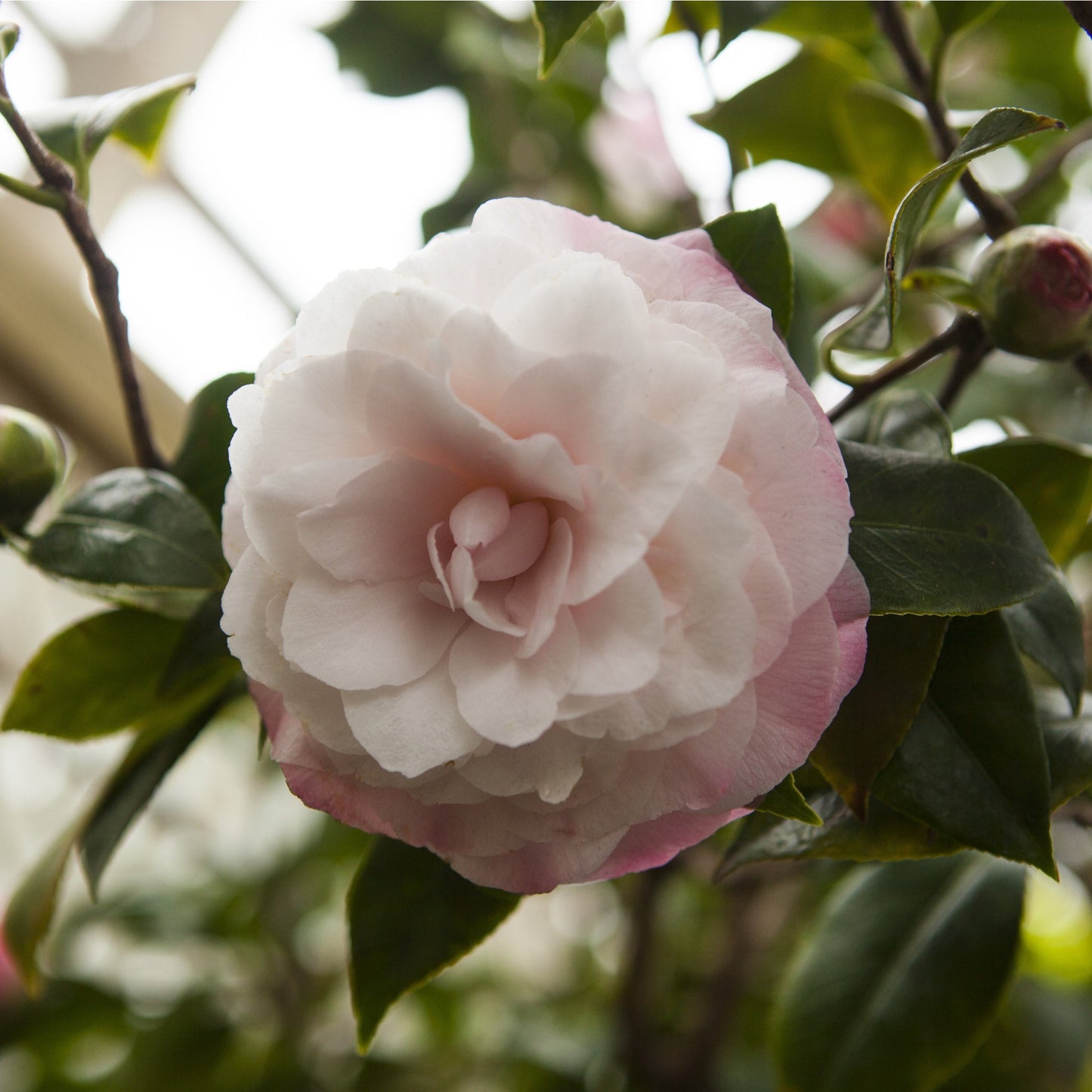 Camellia japonica 'Nuccio's Pearl' 60cm / 100cm