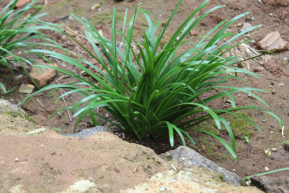 Ophiopogon japonicus