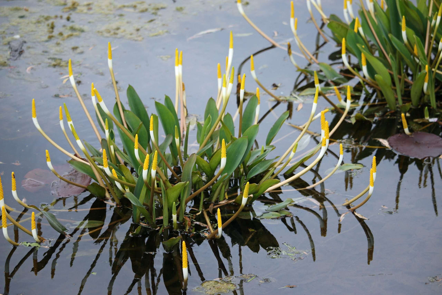 Orontium aquaticum (Golden club) - Marginal Pond Plants - MP086