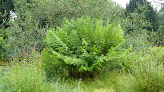 Osmunda regalis - Marginal Pond Plants - BP080A