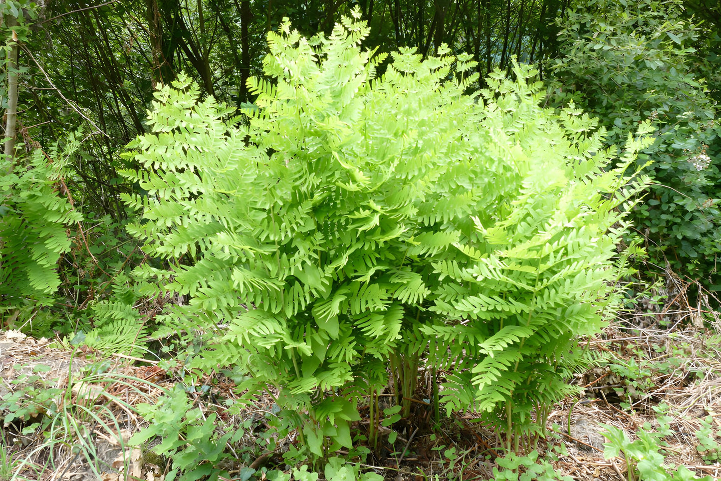 Osmunda regalis