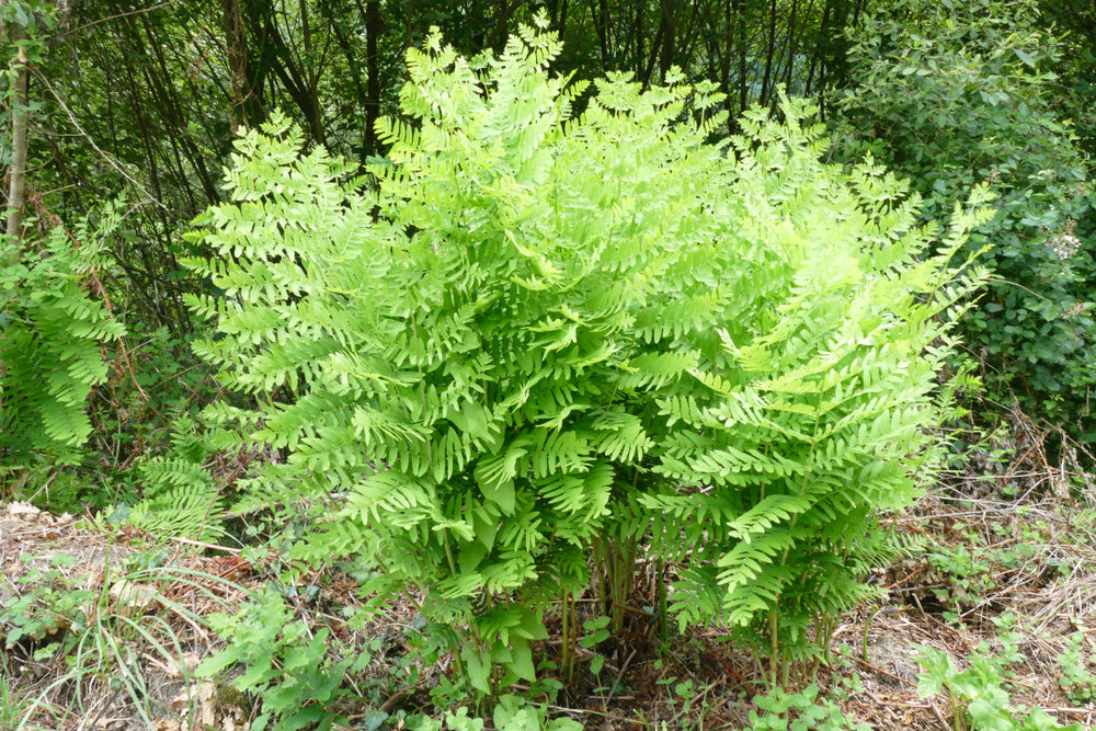 Osmunda regalis - Marginal Pond Plants - BP080A