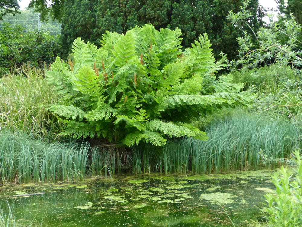 Osmunda regalis - Marginal Pond Plants - BP080A
