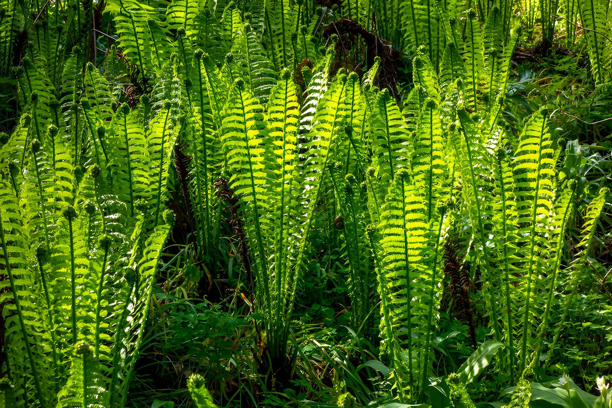 Osmunda regalis