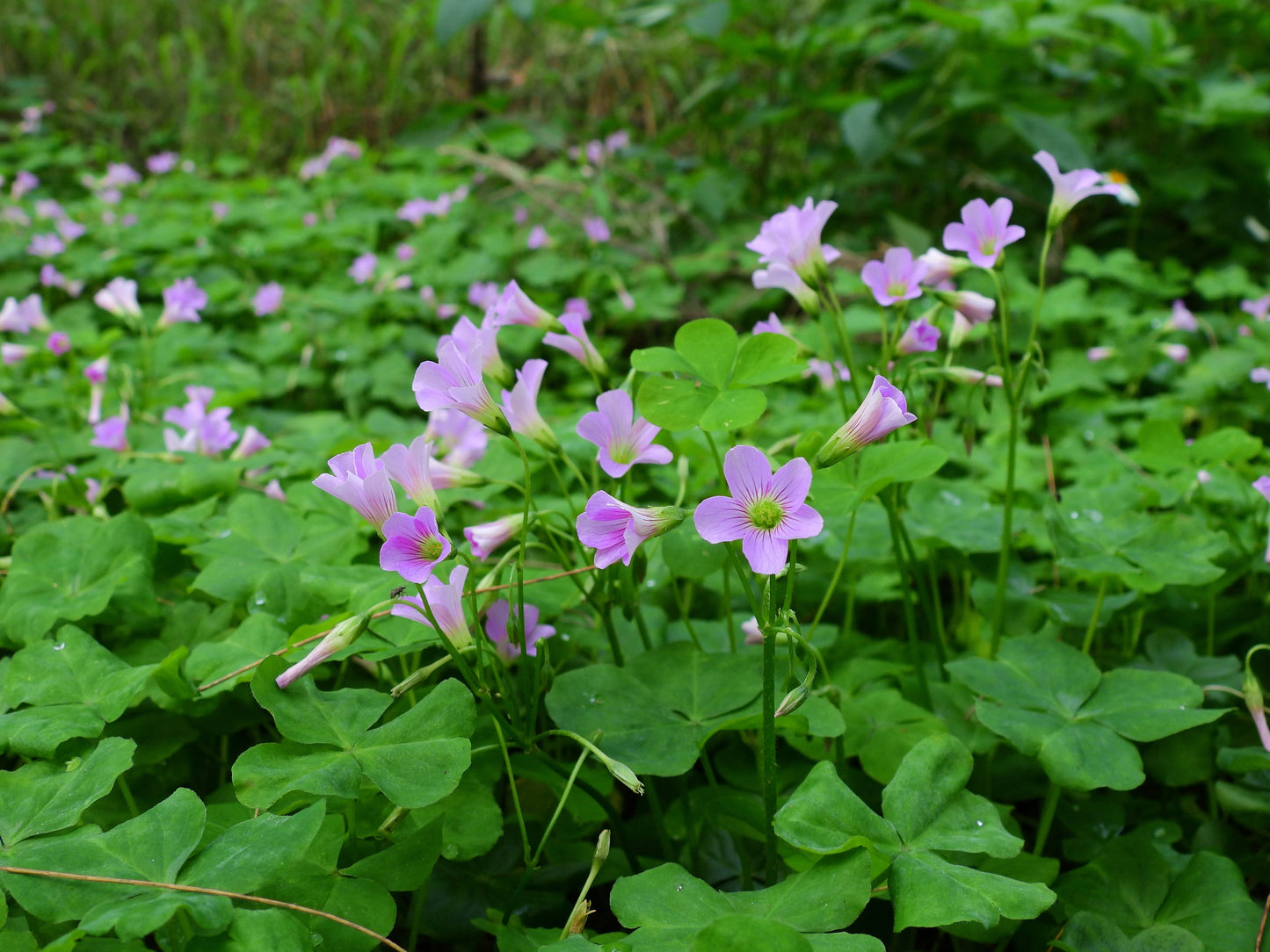 Oxalis Corymbosa - Marginal Pond Plants - BP091