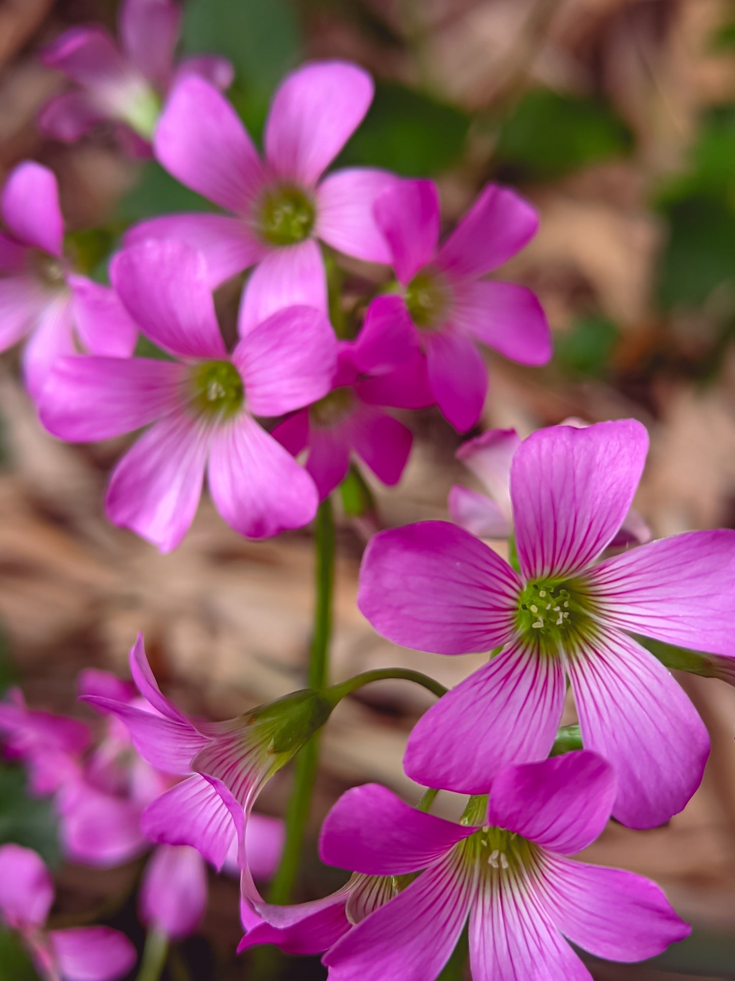 Oxalis Corymbosa - Marginal Pond Plants - BP091