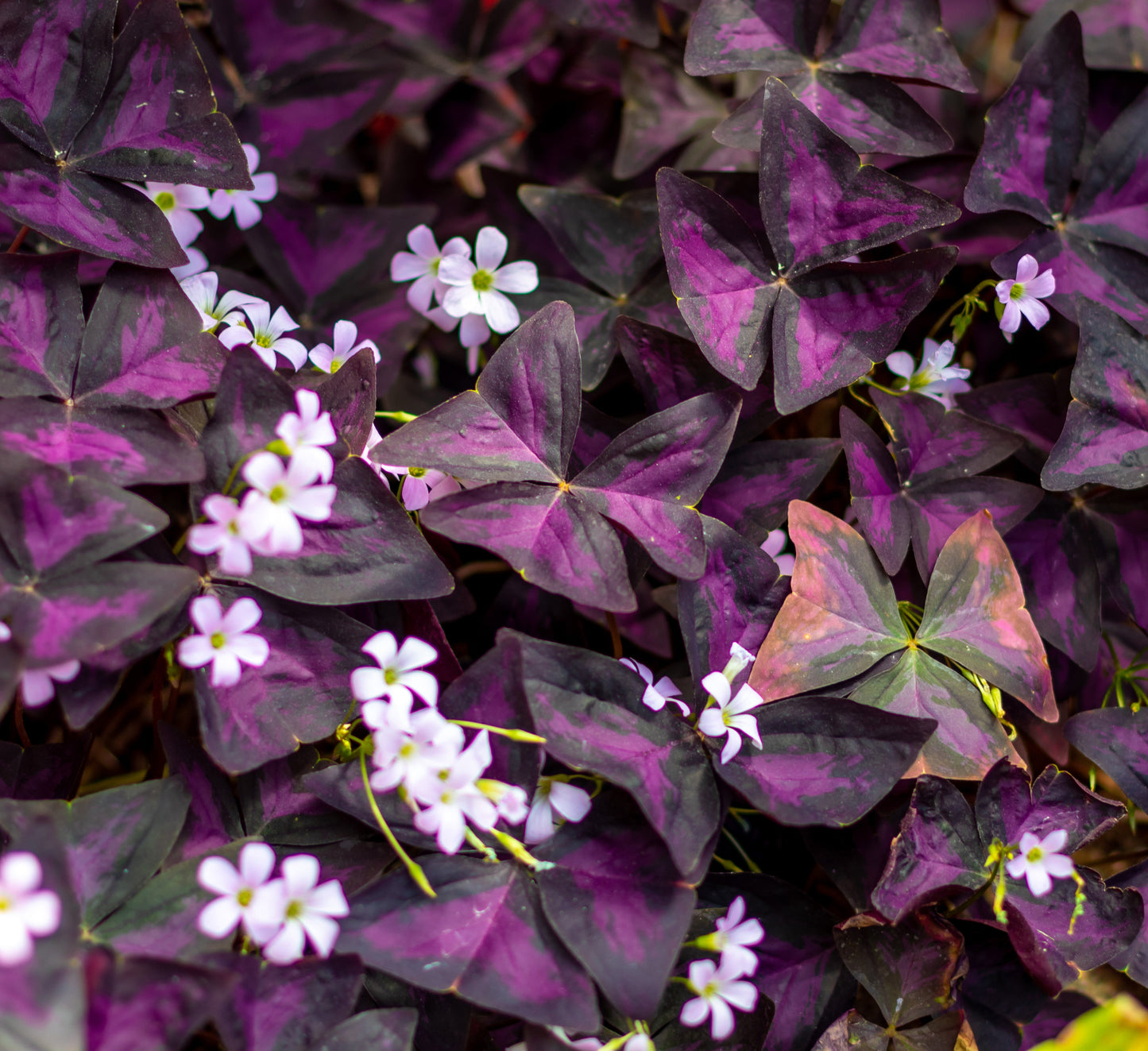 Oxalis Triangularis - BP092 Packs