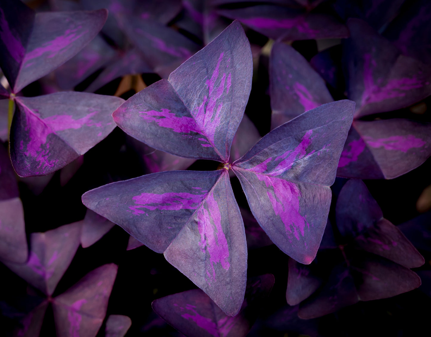 Oxalis Triangularis - BP092 Packs