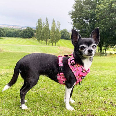 Signature Pink Chihuahua Print Exclusive Small Dog Harness by My Chi and Me SALE