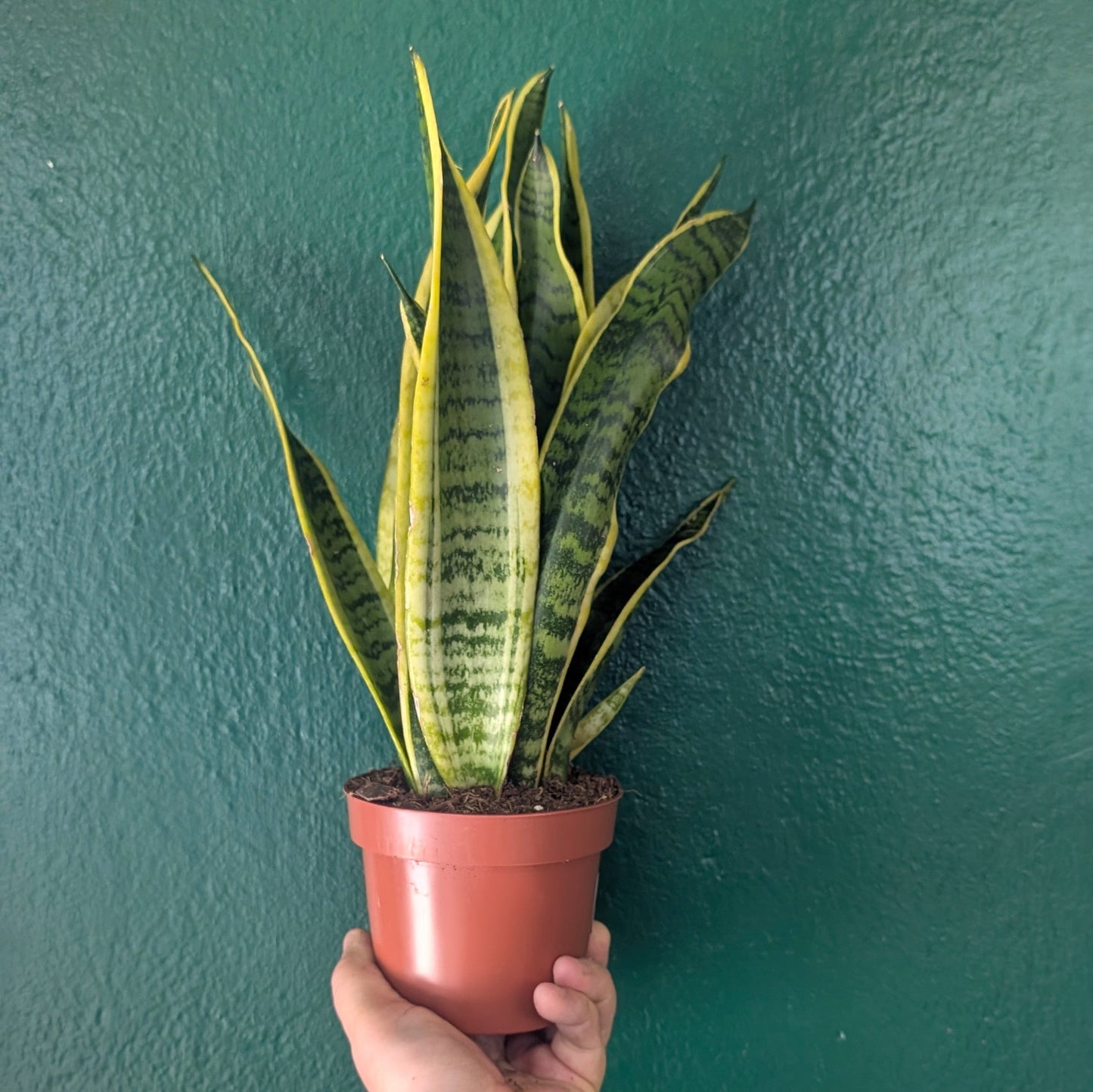 Sansevieria trifasciata 'Laurentii' (Snake plant/ Mother in laws tongue)