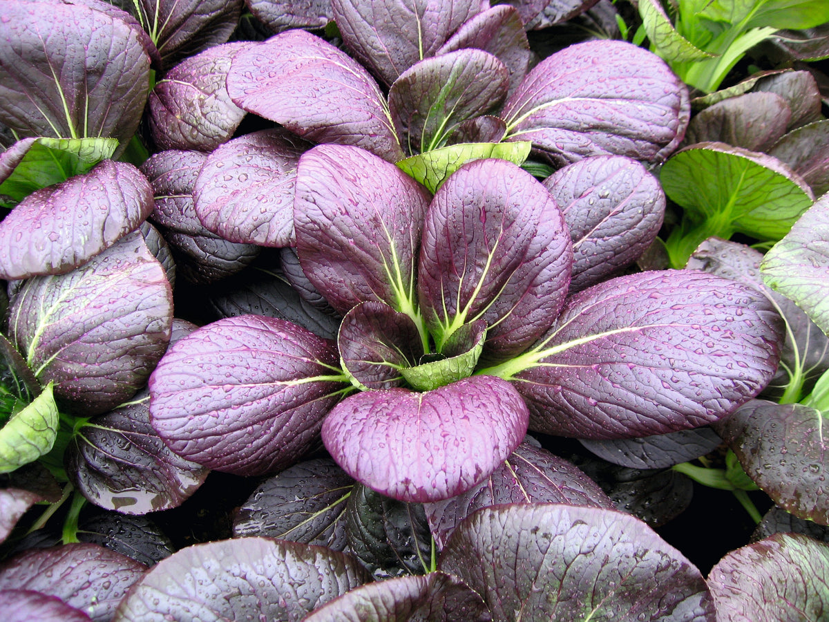 Pak Choi Rubi