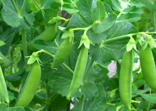 Pea 'Hurst Greenshaft'