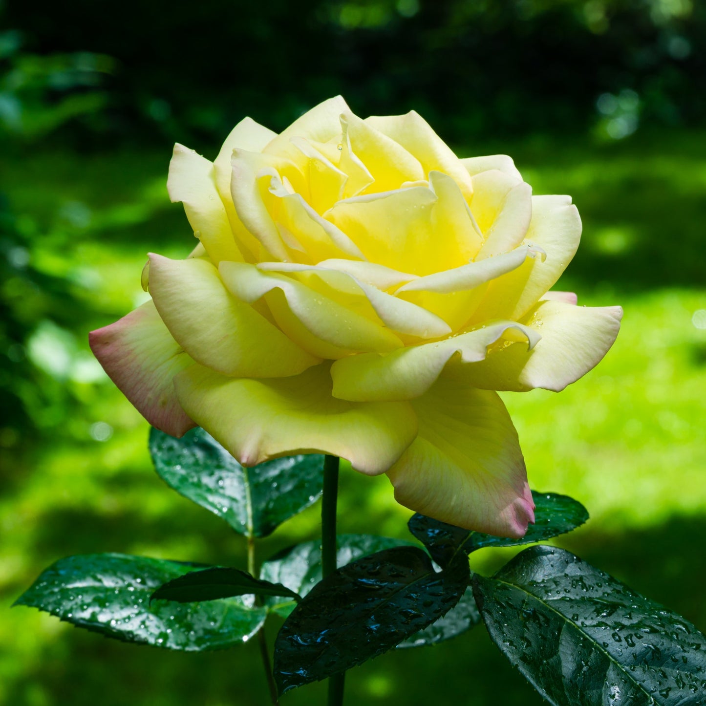 Rose 'Peace' | Hybrid Tea | 4L Potted Rose (PRE ORDER DECEMBER '25)
