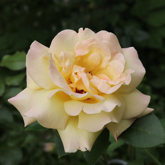 Rose 'Peace' | Hybrid Tea | 4L Potted Rose (PRE ORDER DECEMBER '25)