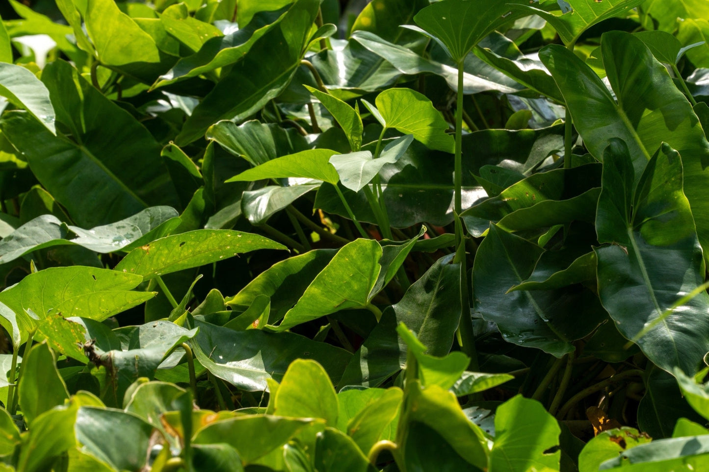 Peltandra undulata (Green arrow arum) - Marginal Pond Plants - MP087