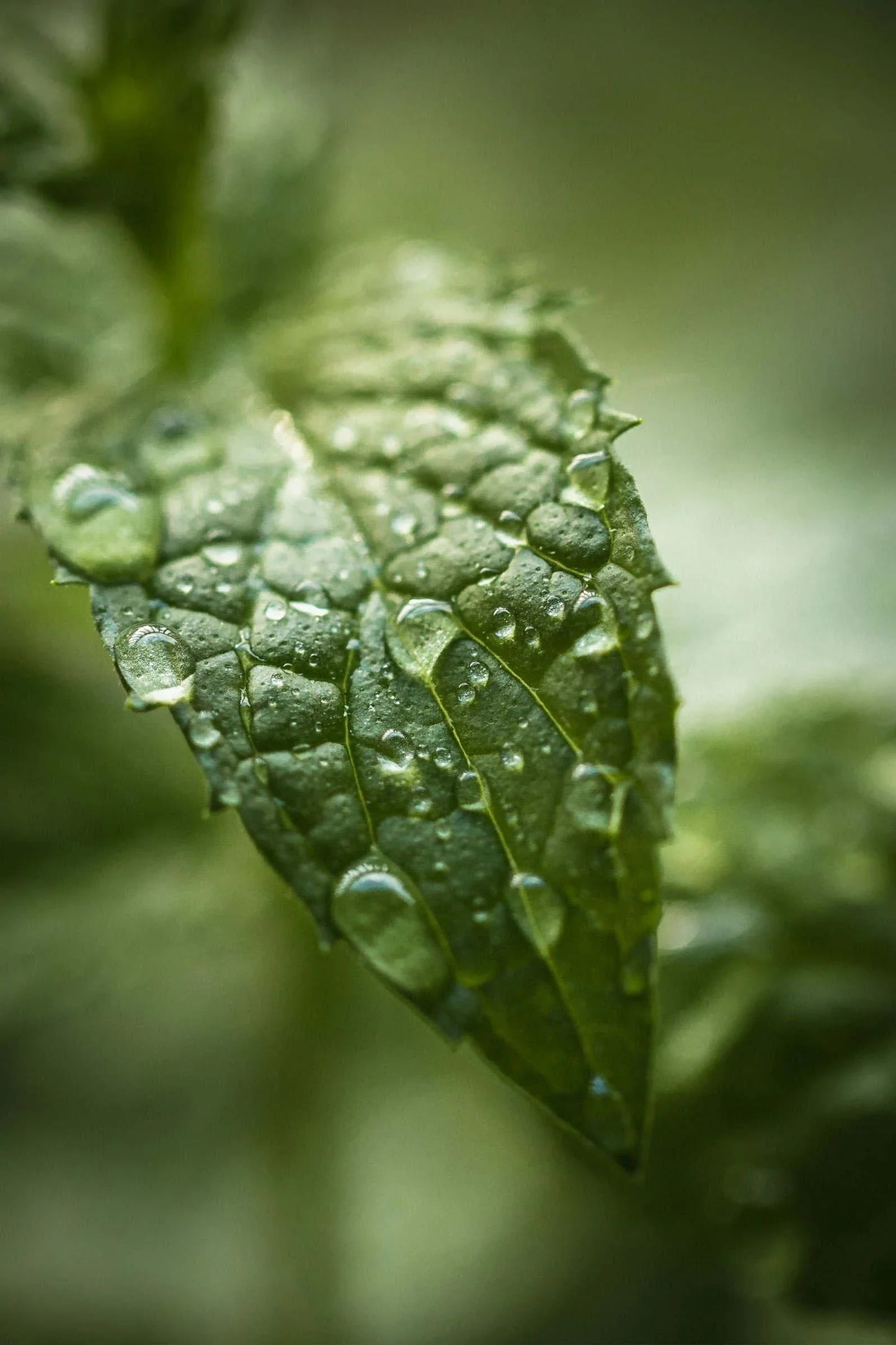 Live Calm Blended Essential Oil