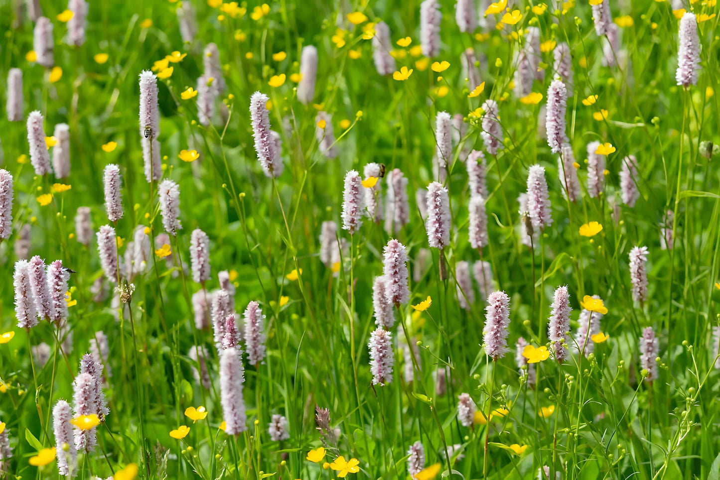 Persicaria bistorta