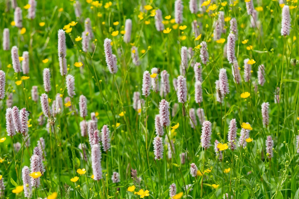 Persicaria Bistort - BP088A Packs