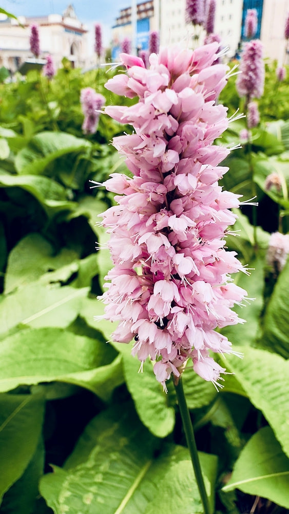 Persicaria Bistort - BP088A Packs