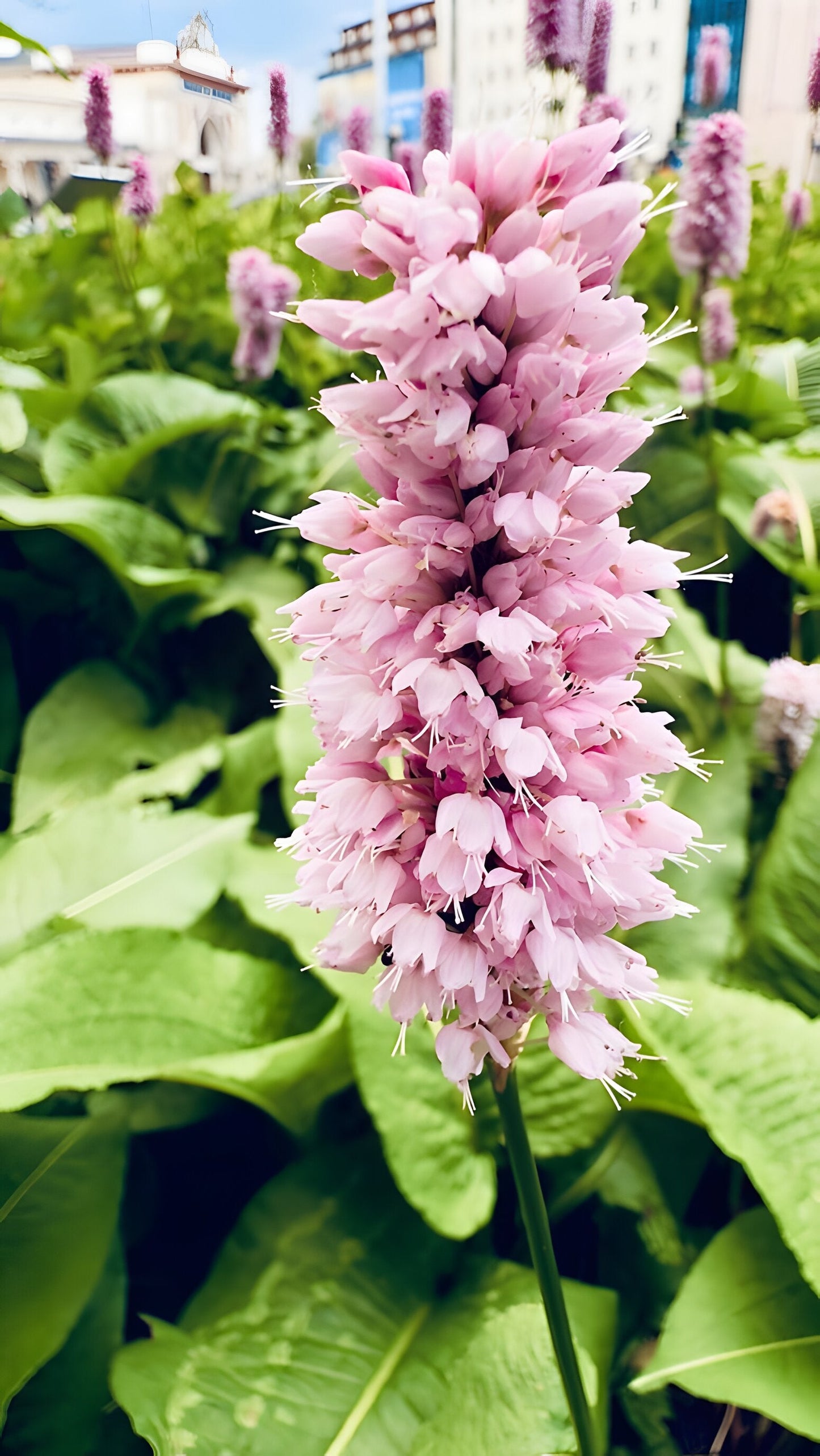 Persicaria bistorta