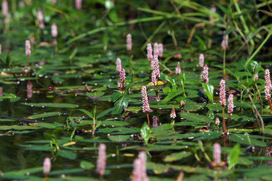 Persicaria amphibia (Amphibious bistort) - Marginal Pond Plants - MP088