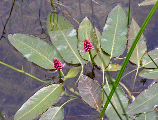 Persicaria amphibia (Amphibious bistort) - MP088 Packs