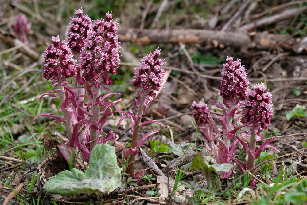 Petasites Hybridus - MP089A Packs