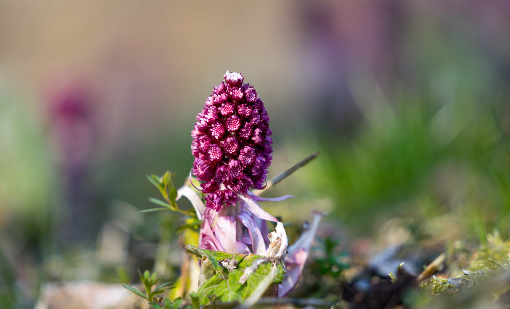 Petasites Hybridus - MP089A Packs