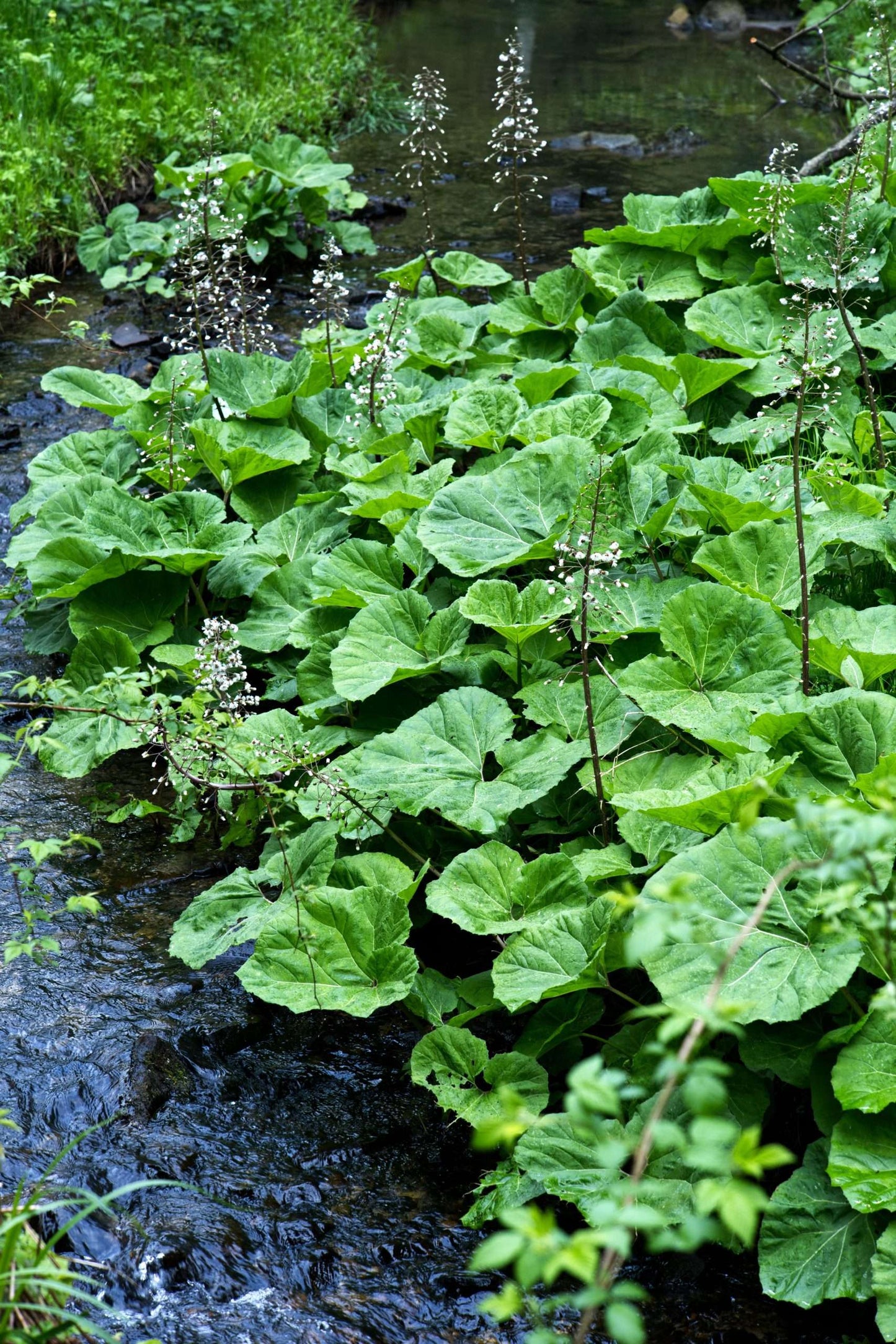 Petasites albus - Marginal Pond Plants - MP089