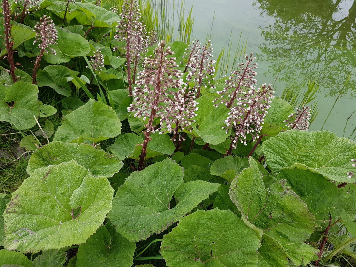 Petasites hybridus (Umbrella plant) - Marginal Pond Plants - MP089A
